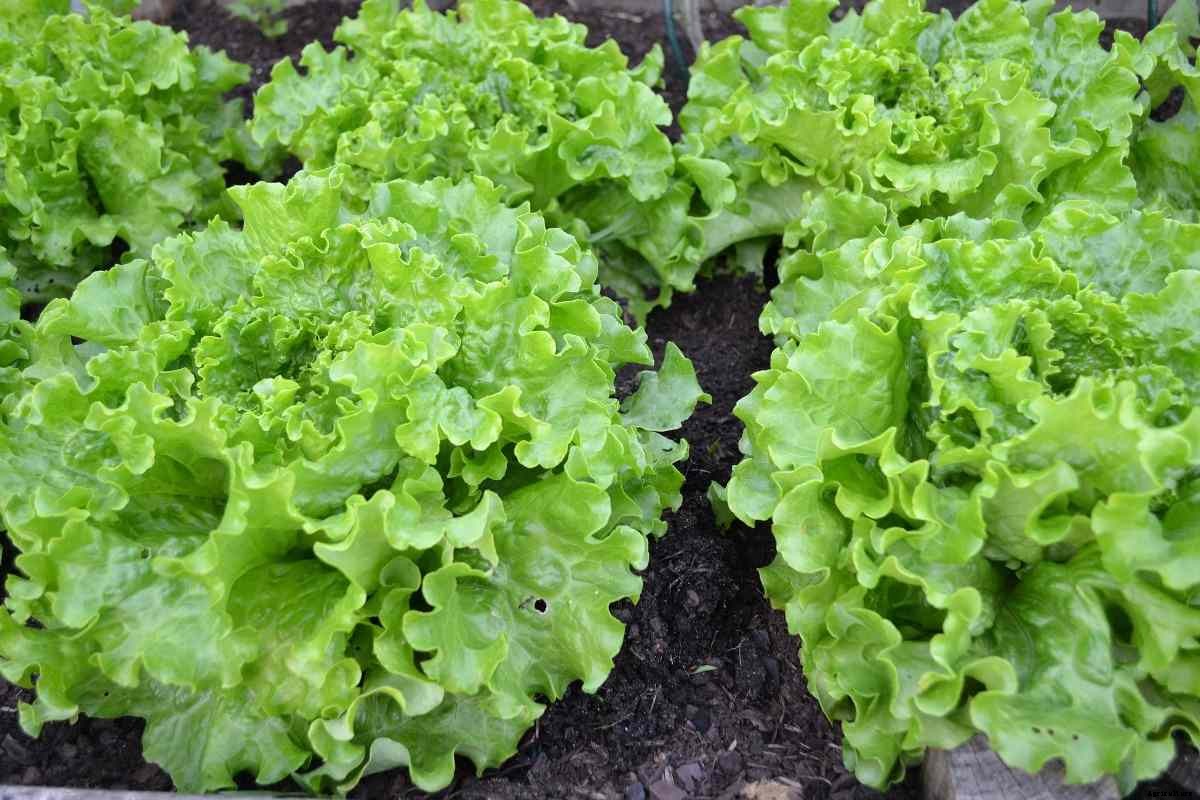 Lettuce Seed Germination, Period, Temperature, Process