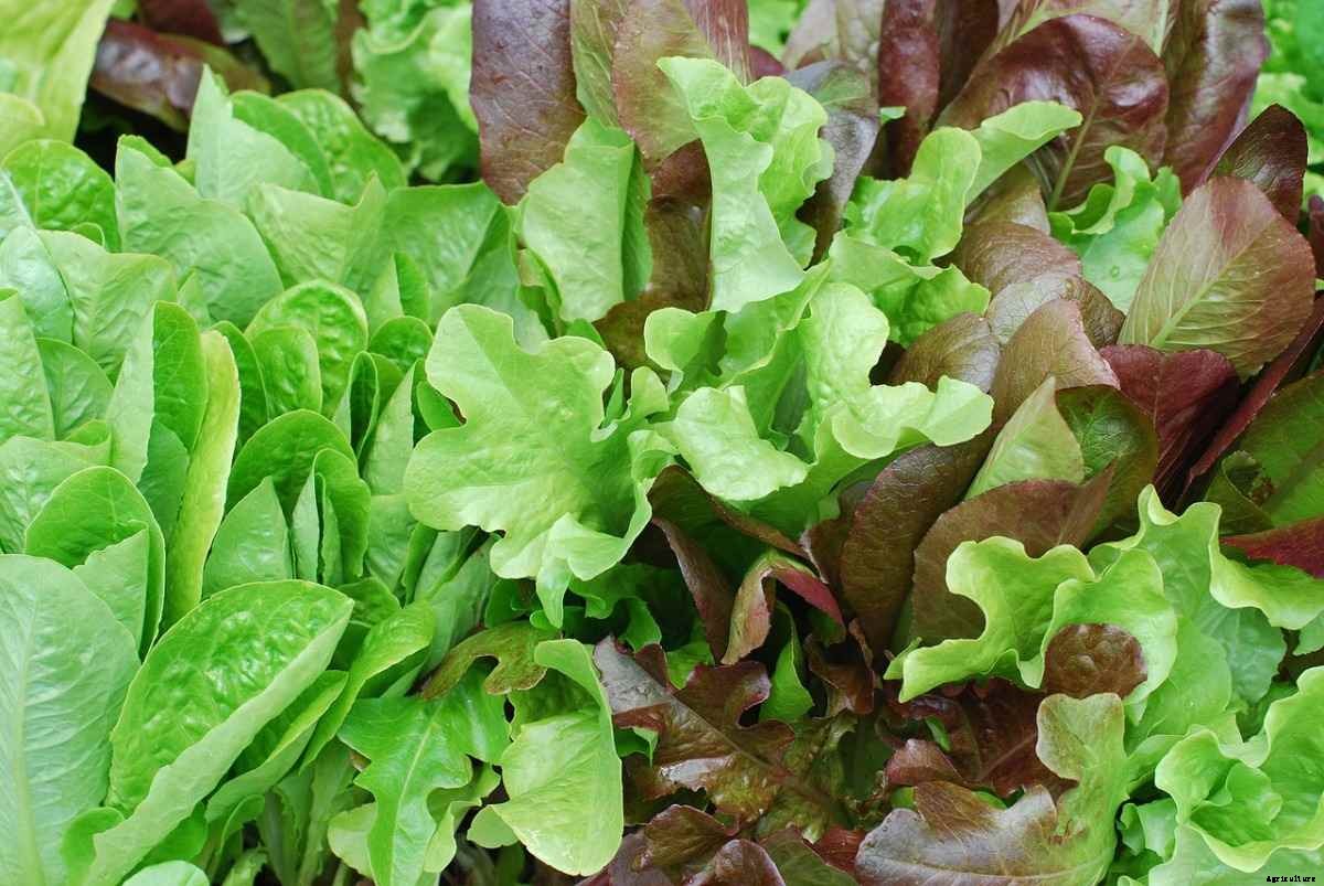 Growing Lettuce in Pots, Lettuce Plant Care