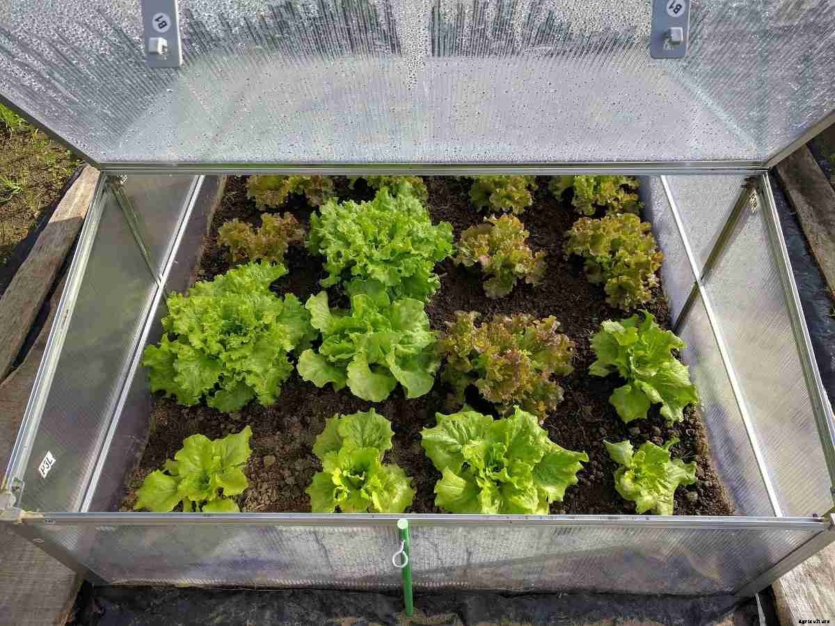 Growing Lettuce in Pots, Lettuce Plant Care