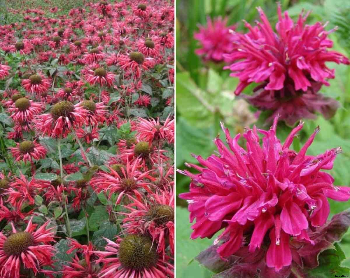 Growing Bee Balm in Containers – a Full Guide