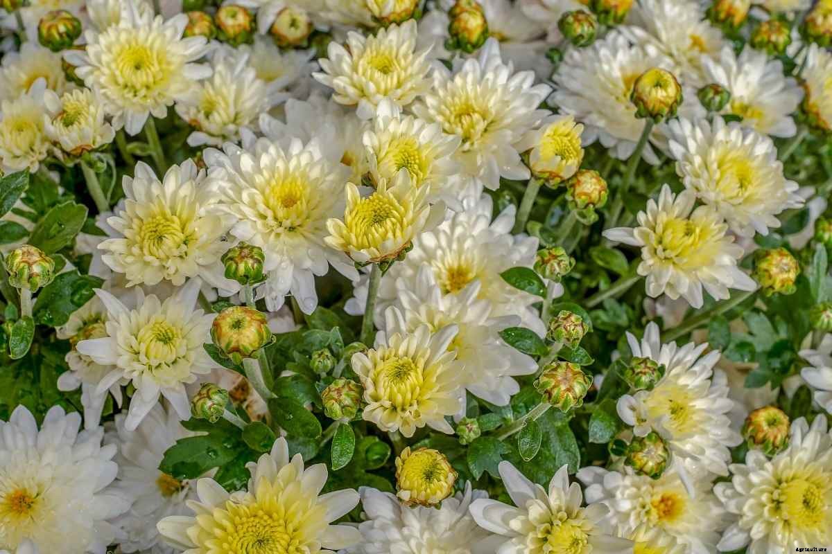 Growing Chrysanthemums in Pots from Seeds, Cuttings