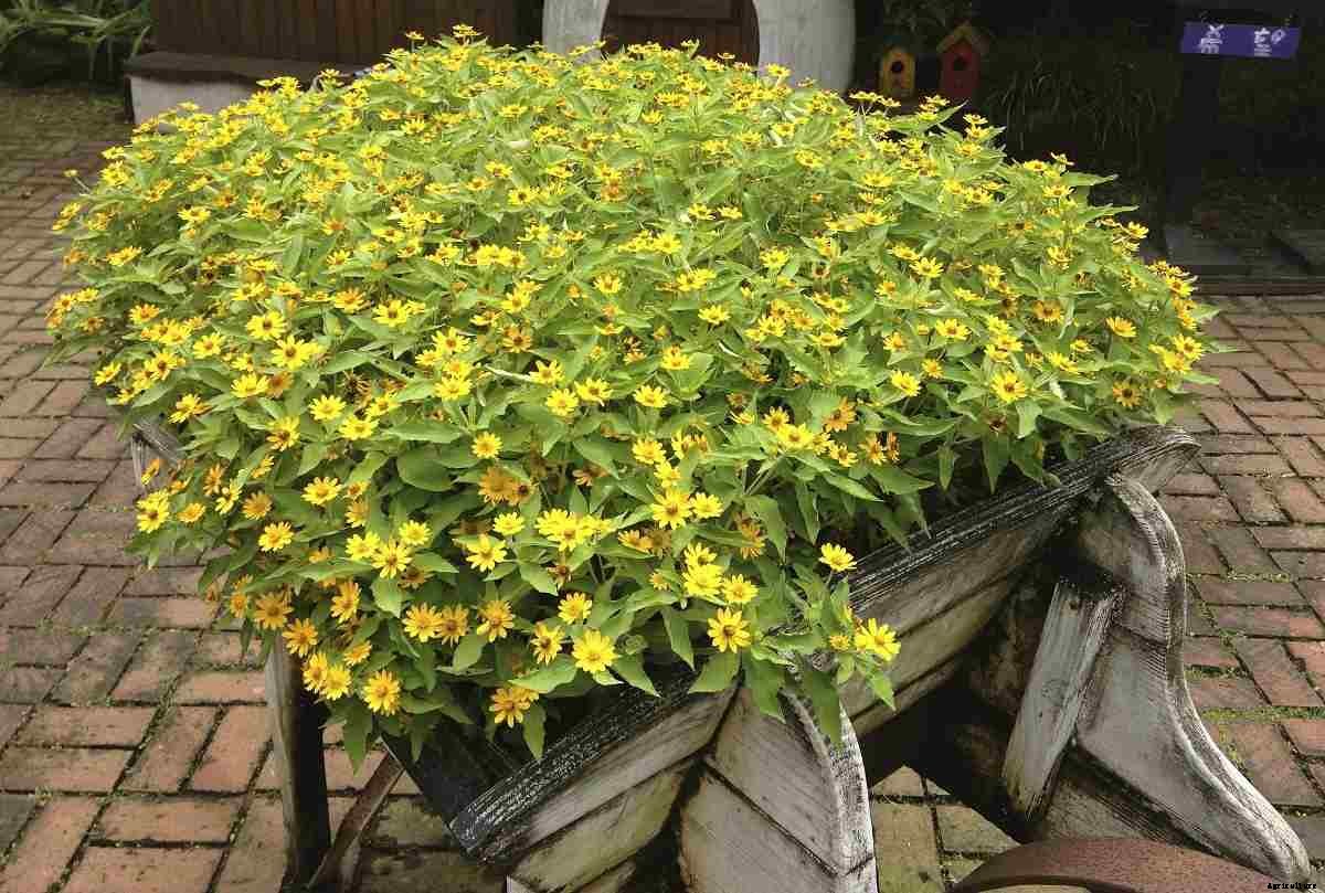Growing Chrysanthemums in Pots from Seeds, Cuttings