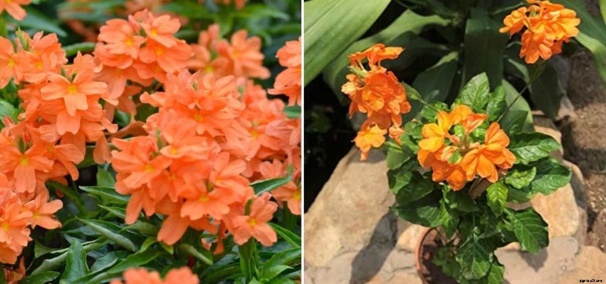 Growing Crossandra in Pots from Cuttings, Seeds