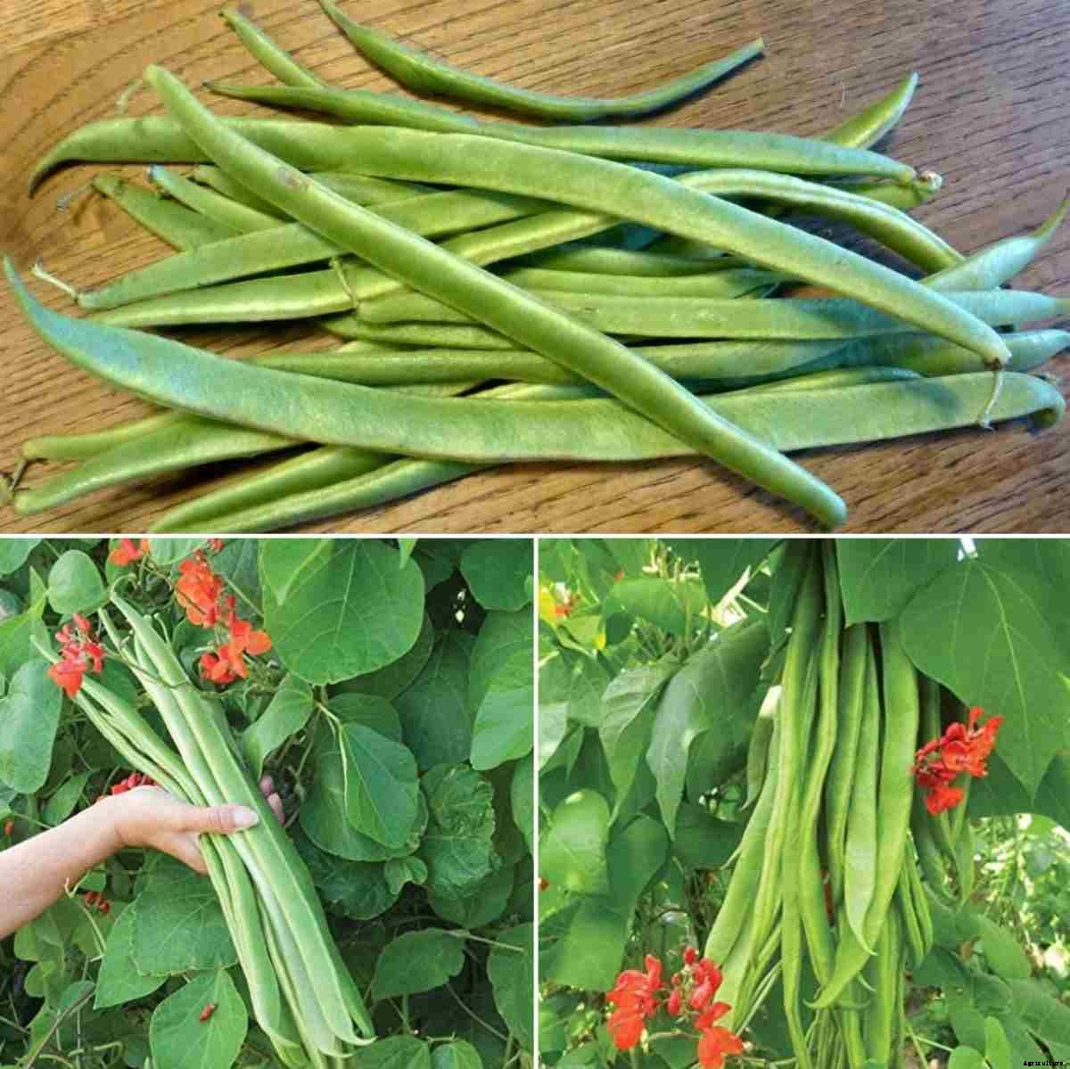 Growing Runner Beans in Pots from Seeds – A Full Guide