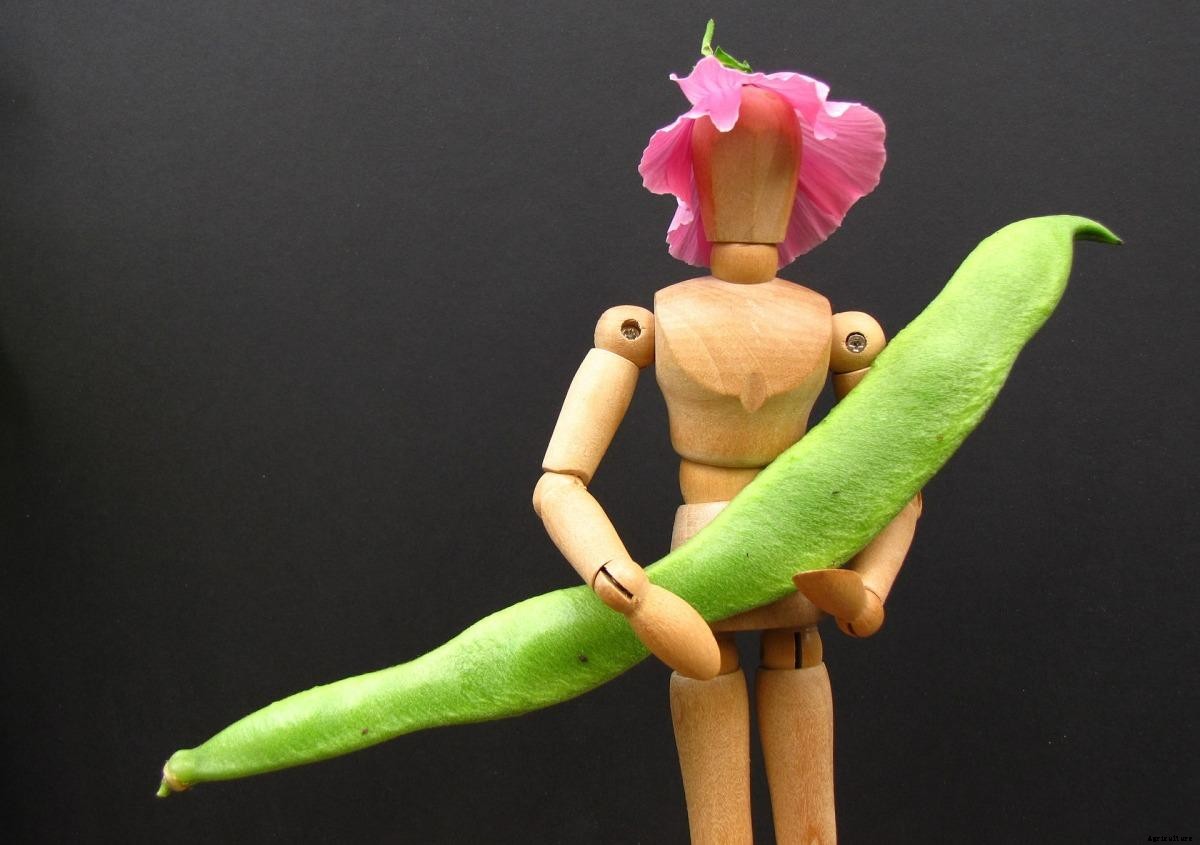 Growing Runner Beans in Pots from Seeds – A Full Guide