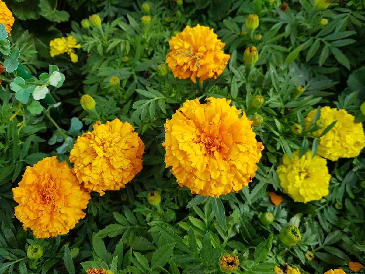 Growing Marigolds in Pots from Seed, Cuttings, Layering
