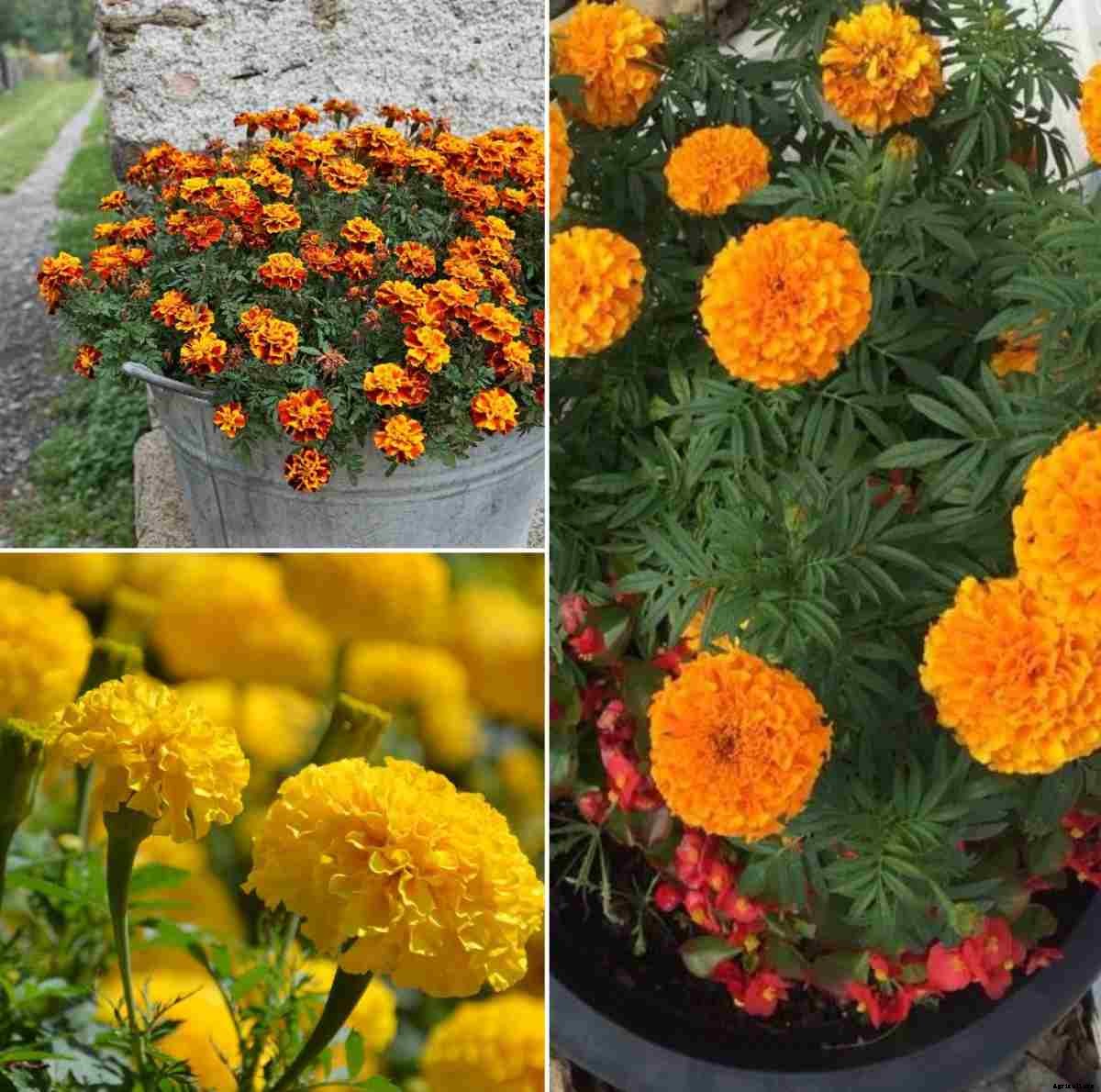 Growing Marigolds in Pots from Seed, Cuttings, Layering