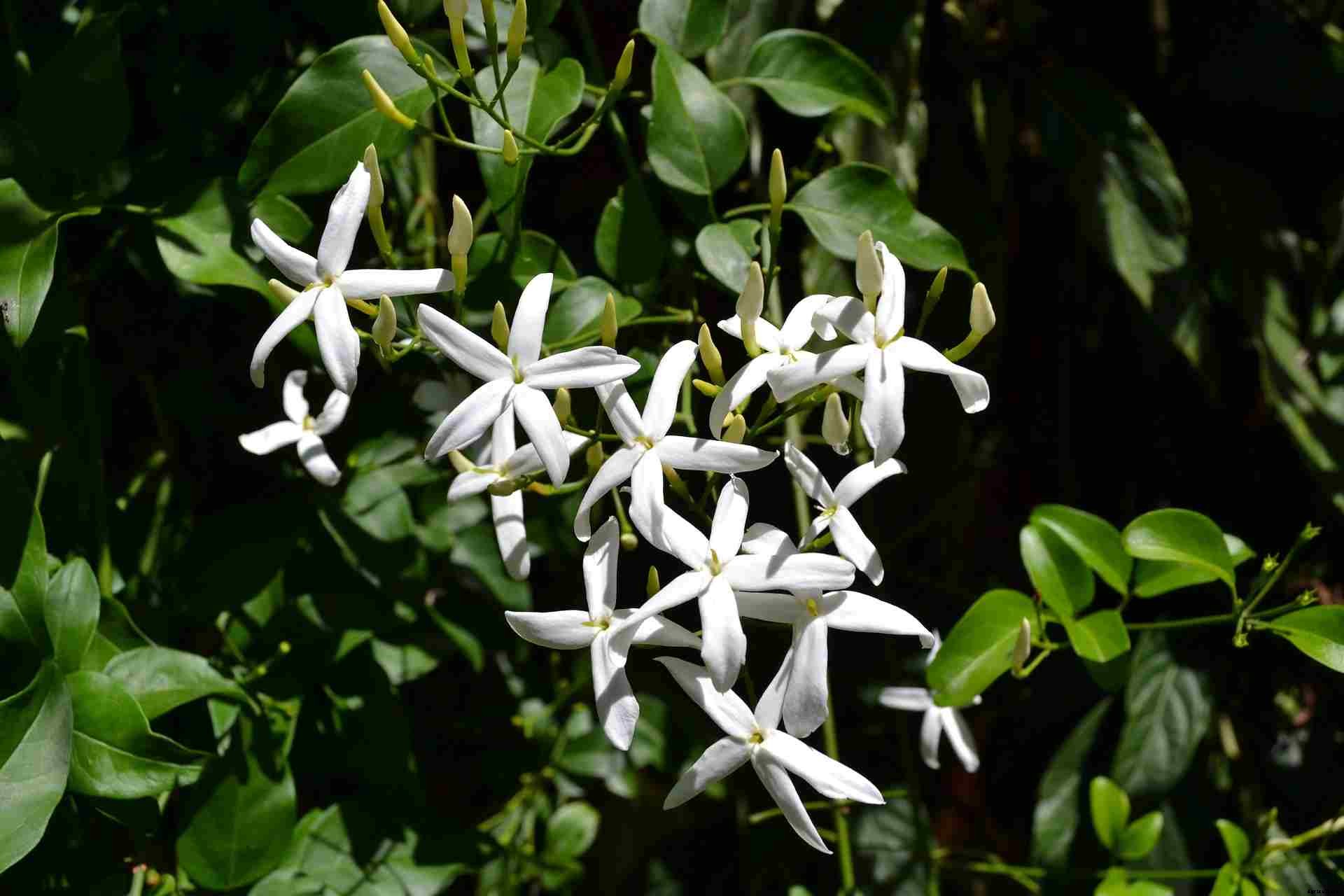 Growing Jasmine Plants in Pots from Cuttings and Seed