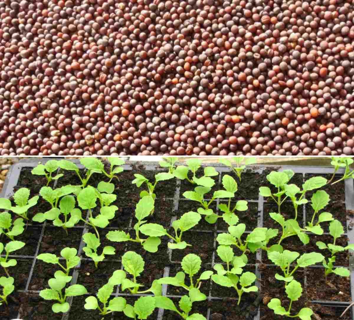 Turnip Seed Germination, Time, Temperature, Procedure