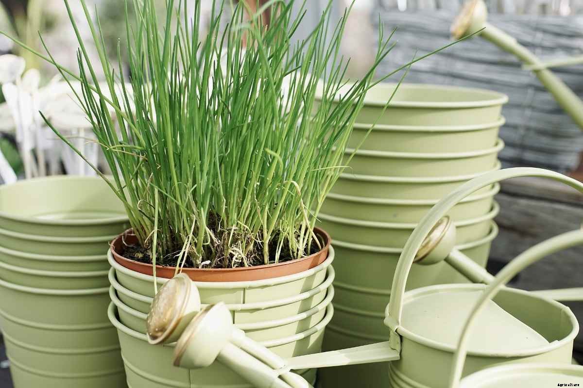 Growing Chives in Pots, Planting, Care – A Full Guide