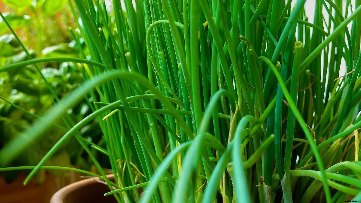 Growing Chives in Pots, Planting, Care – A Full Guide