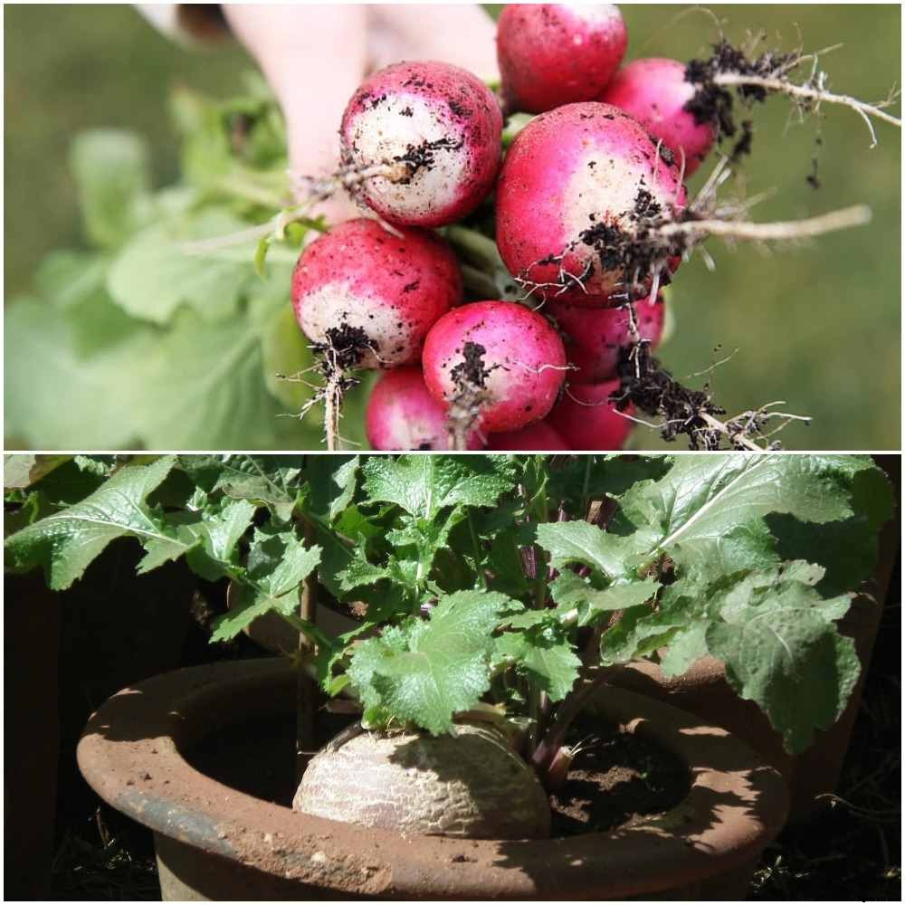 Growing Turnips in Containers, Turnips Plant Care
