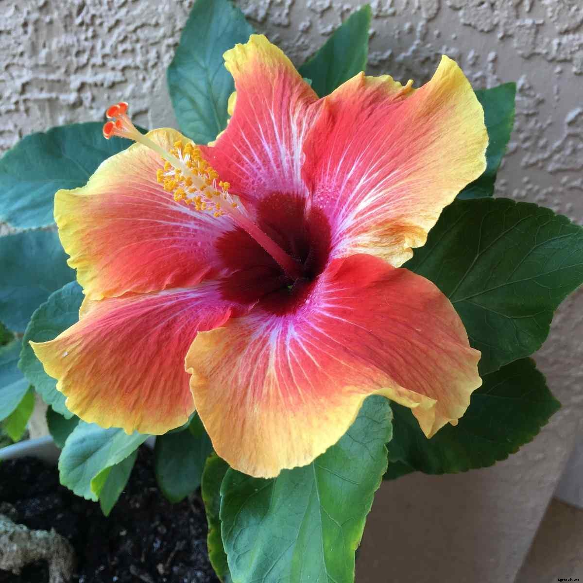 Growing Hibiscus Plants in Pots from Cuttings, Seeds