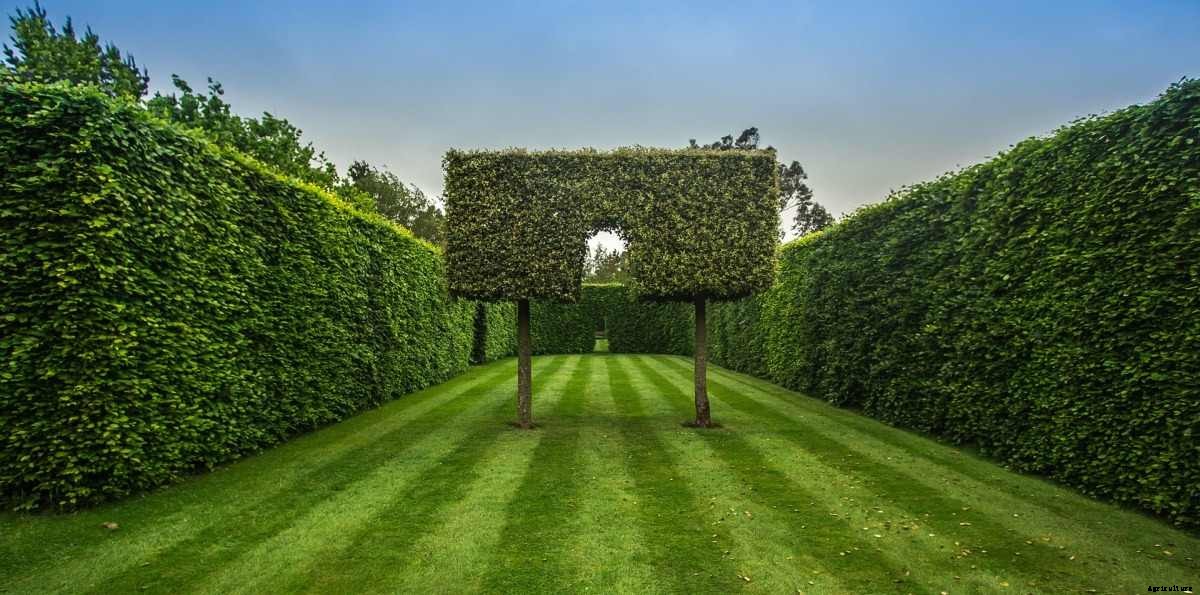 Fast Growing Hedges for Privacy – a Full Guide