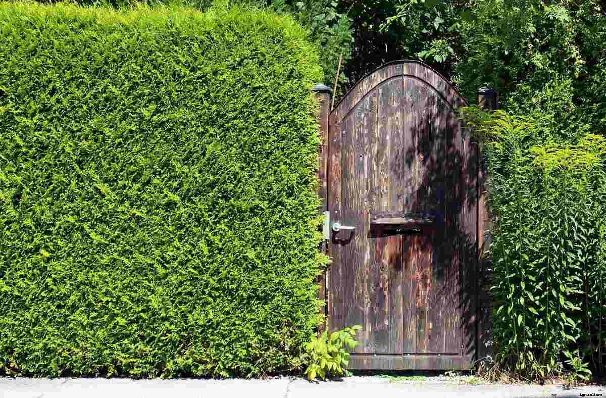 Fast Growing Hedges for Privacy – a Full Guide