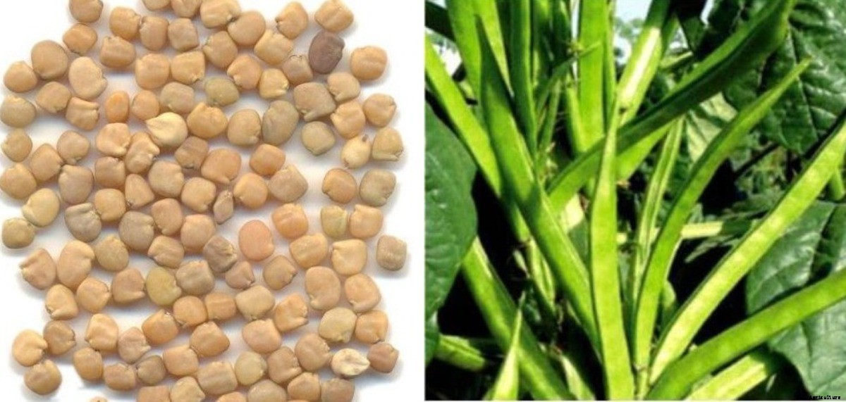 Growing Cluster Beans in Pots from the Seed (Guar)