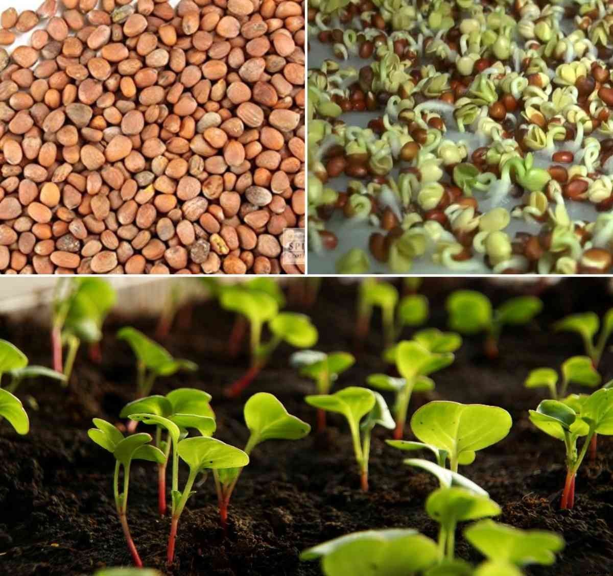 Radish Seed Germination, Time, Temperature, Procedure