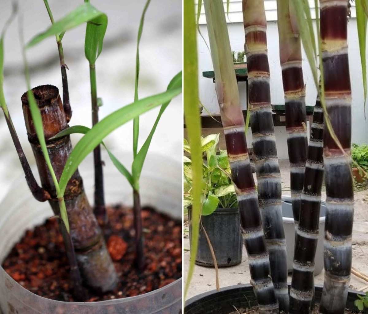Growing Sugarcane in Pots from Stalks, Cuttings