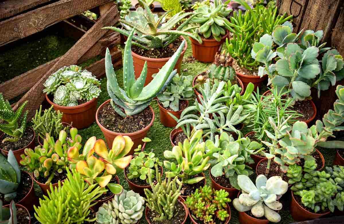 Growing Succulent Plants in Pots – A Full Guide