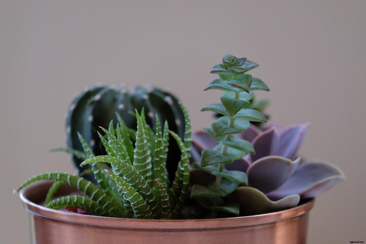 Growing Succulent Plants in Pots – A Full Guide