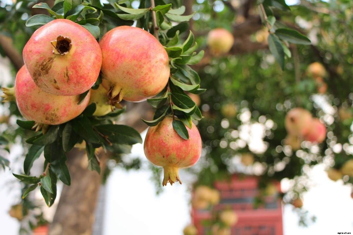 Pomegranate Seed Germination, Time, Process (Anar)