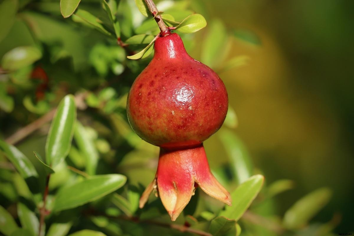 Growing a Pomegranate Plant, Propagation, Care