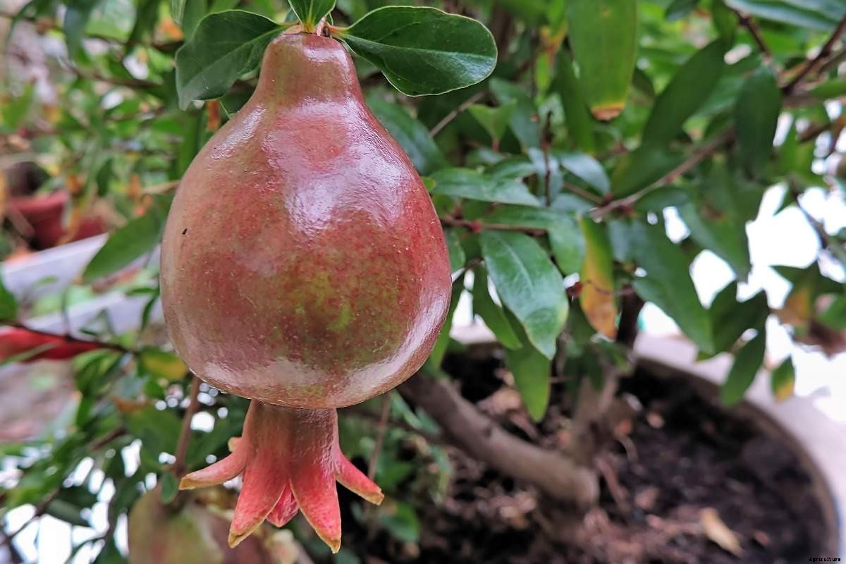 Growing a Pomegranate Plant, Propagation, Care