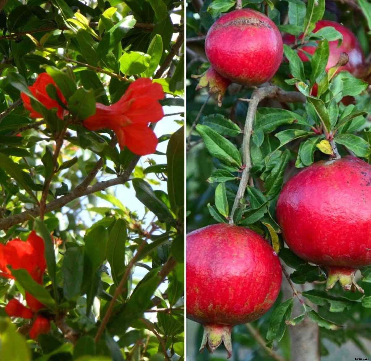 Growing a Pomegranate Plant, Propagation, Care