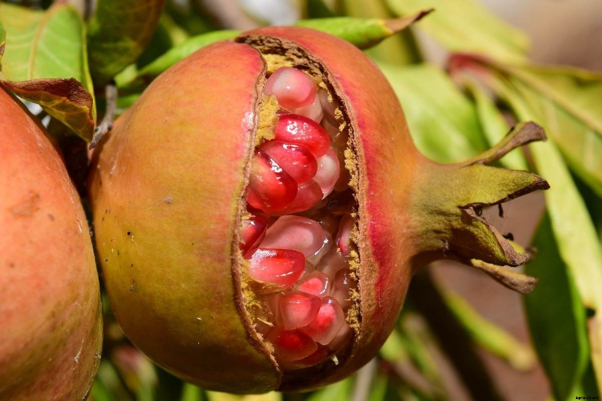 Growing a Pomegranate Plant, Propagation, Care