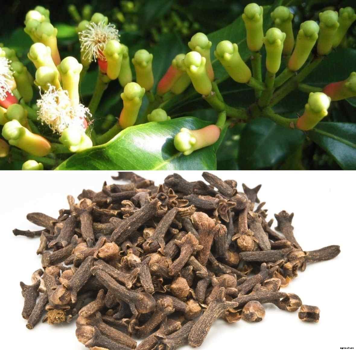 Growing Clove Plant from Seed, Clove Plant Propagation