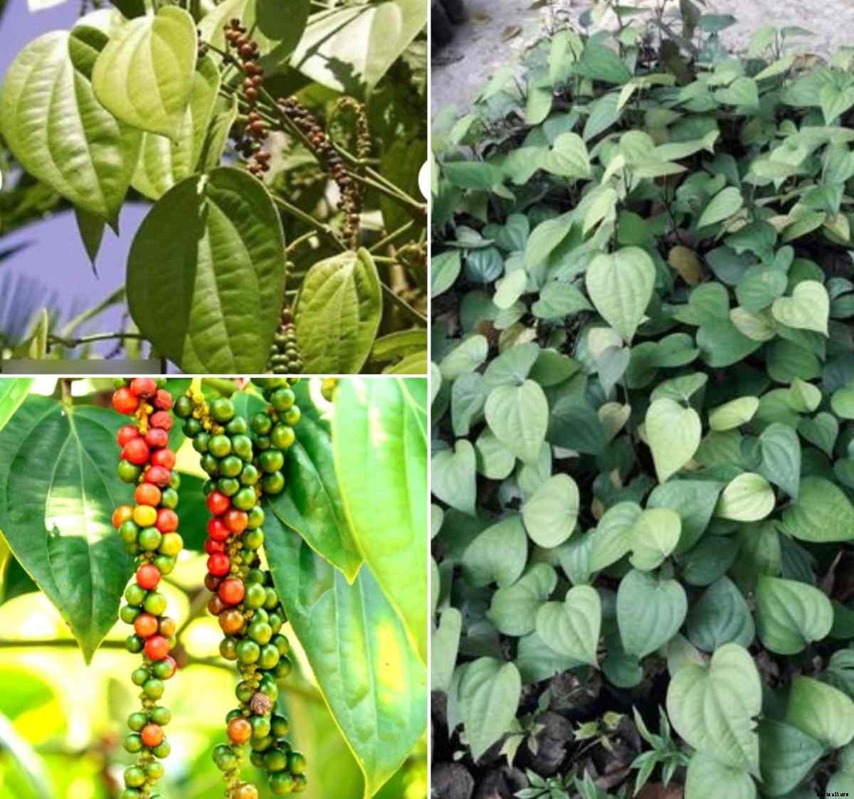 Growing Black Pepper from Cuttings, Seed (Kali Mirch)