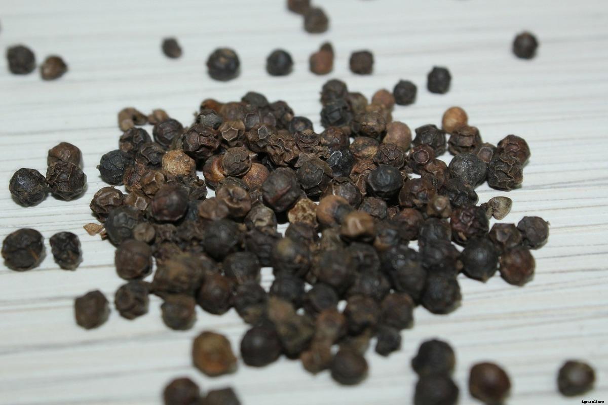 Growing Black Pepper from Cuttings, Seed (Kali Mirch)