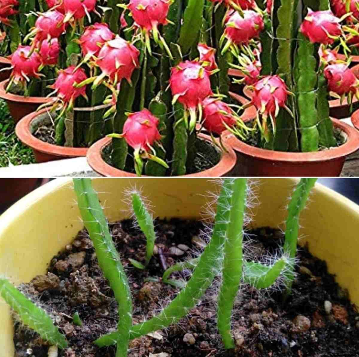 Growing Dragon Fruit from Cuttings, and Seed