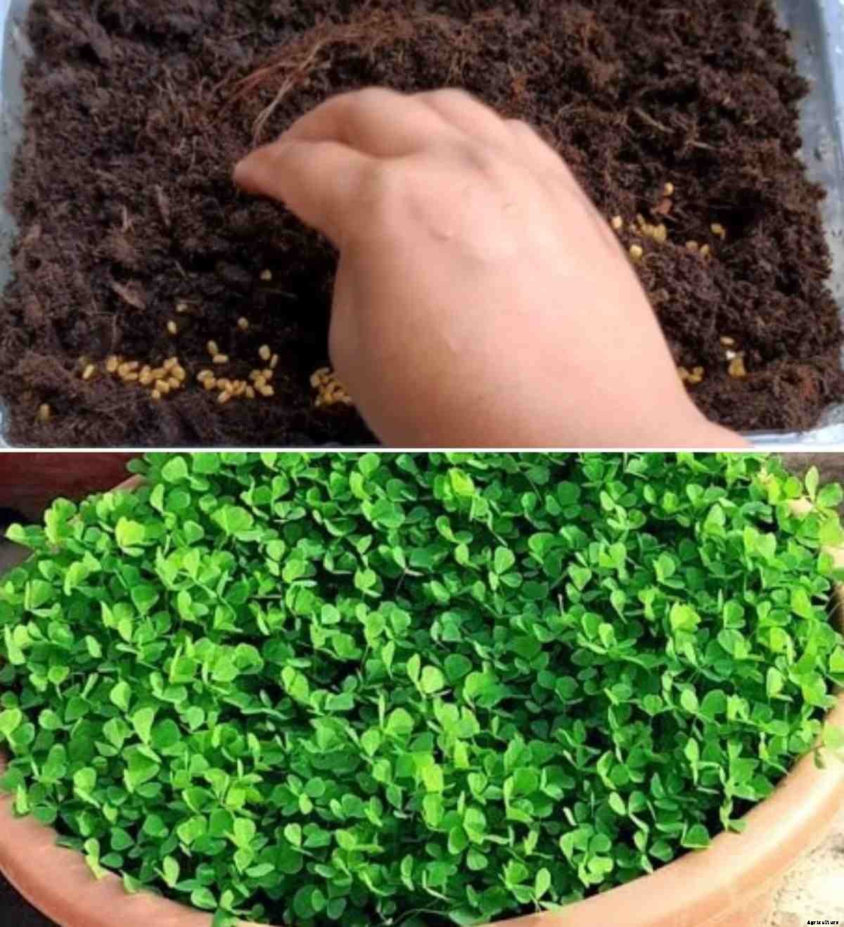 Fenugreek Seed Germination, Time, Process (Methi)