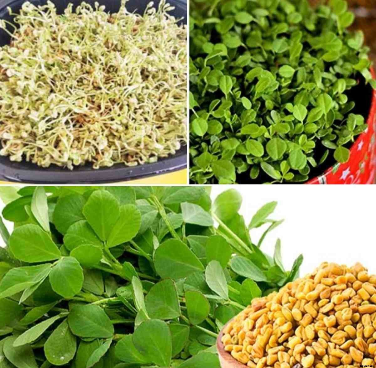 Fenugreek Seed Germination, Time, Process (Methi)