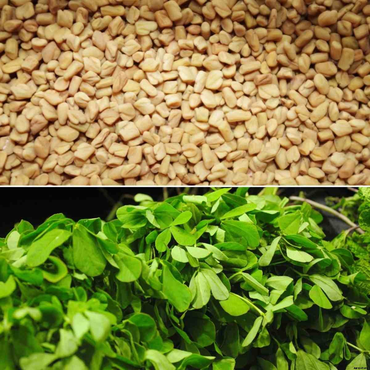 Fenugreek Seed Germination, Time, Process (Methi)