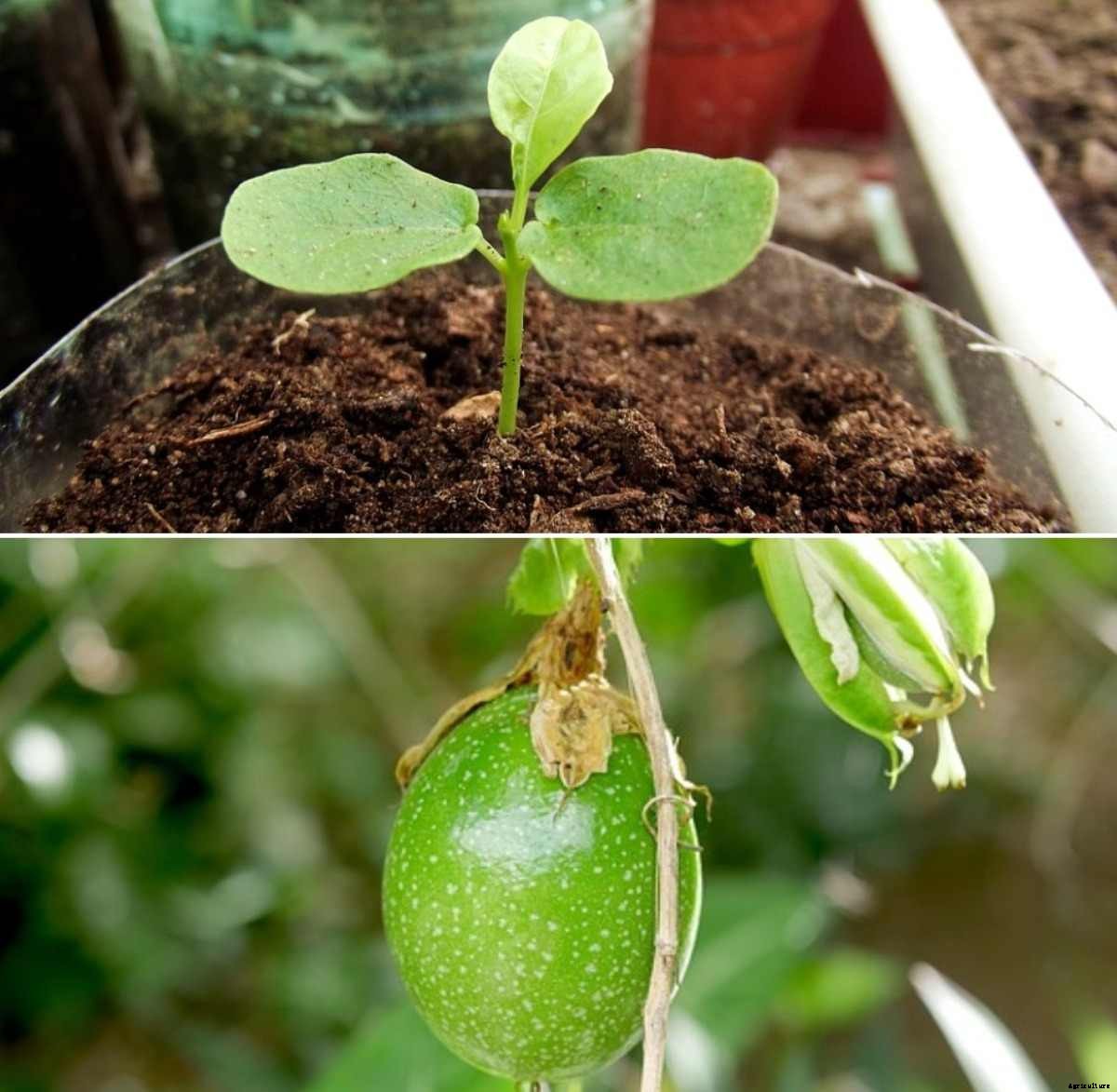 Growing Passion Fruit in Containers from Seed, Cuttings
