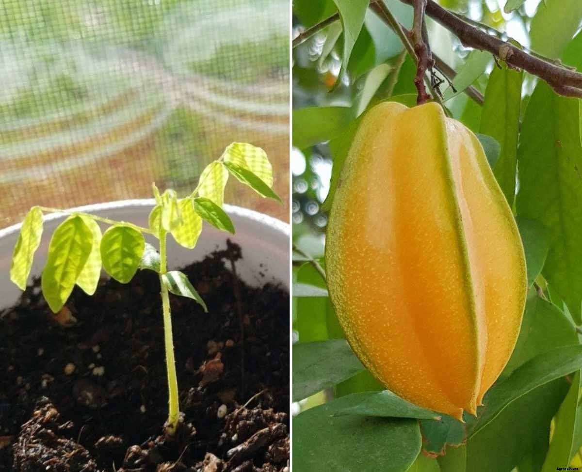 Star Fruit Seed Germination, Time, Temperature, Process