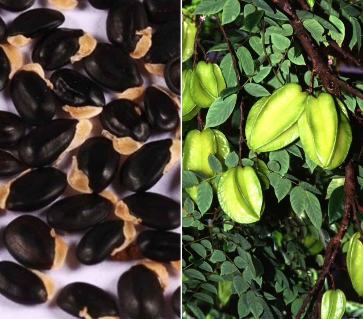 Star Fruit Seed Germination, Time, Temperature, Process
