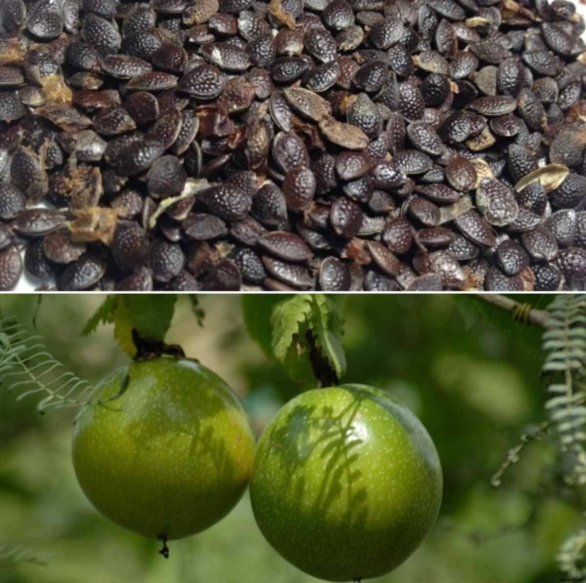 Passion Fruit Seed Germination, Period, Temperature