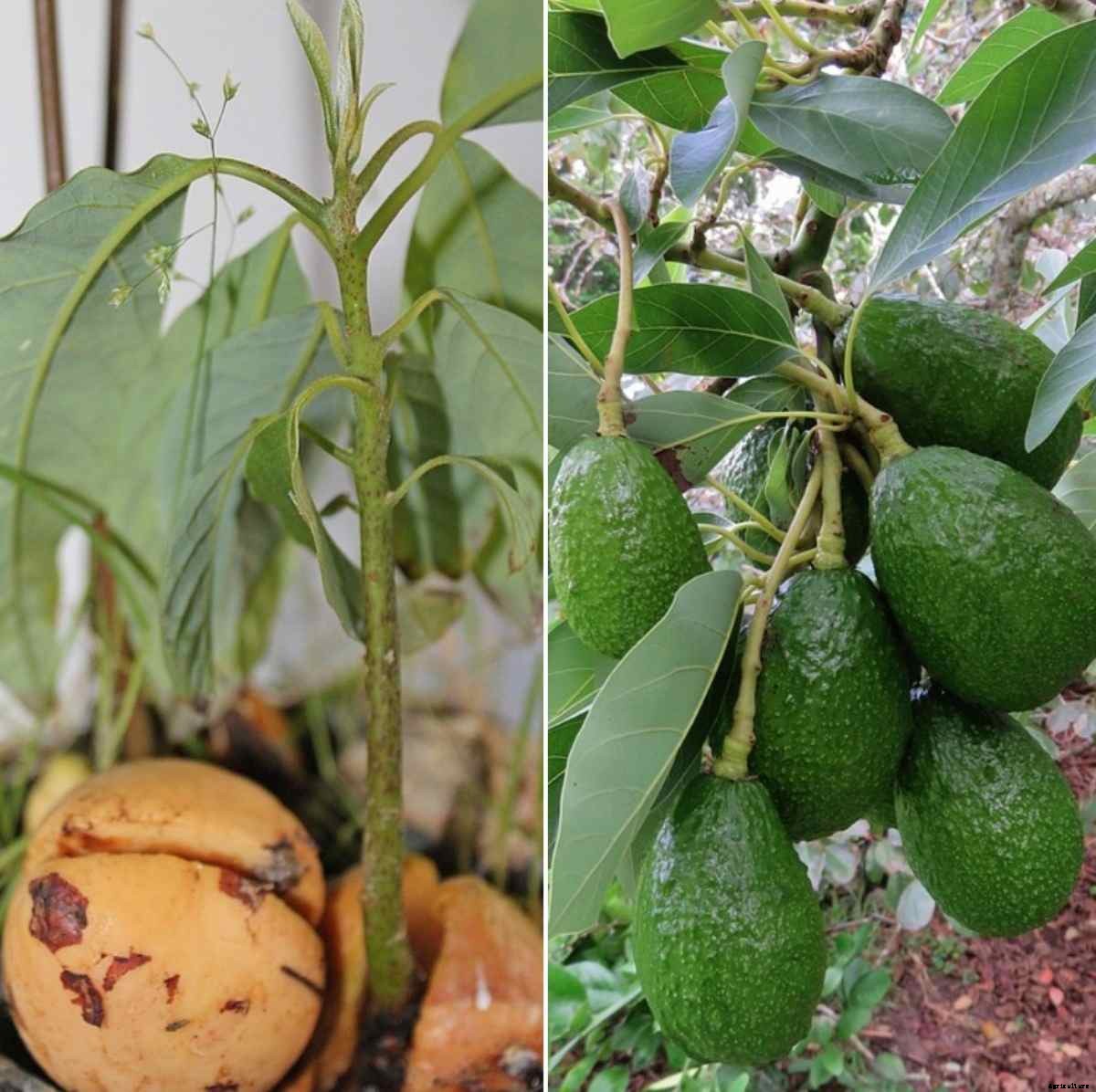 Avocado Seed Germination, Time, Temperature, Process