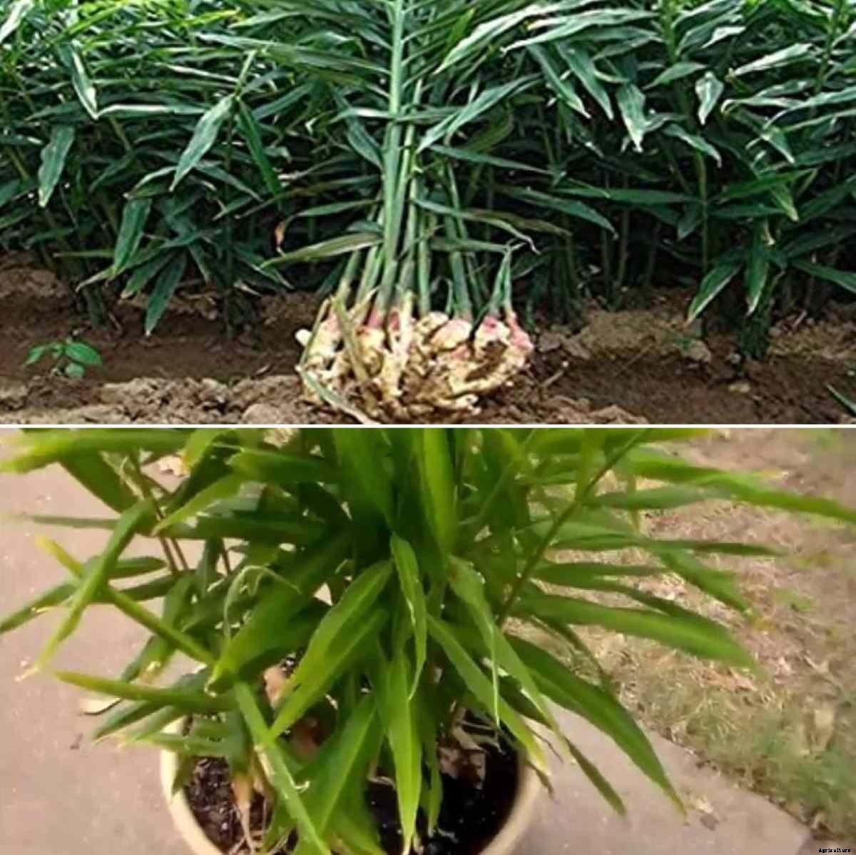 Growing Ginger from Roots in Pots – A Full Guide