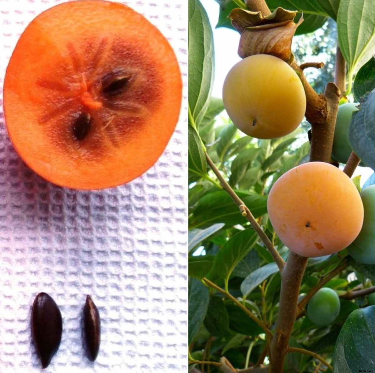 Persimmon Seed Germination Period, Temperature