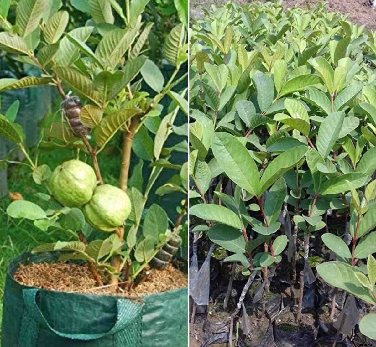 Growing Guava in Pots from Seeds and Cuttings