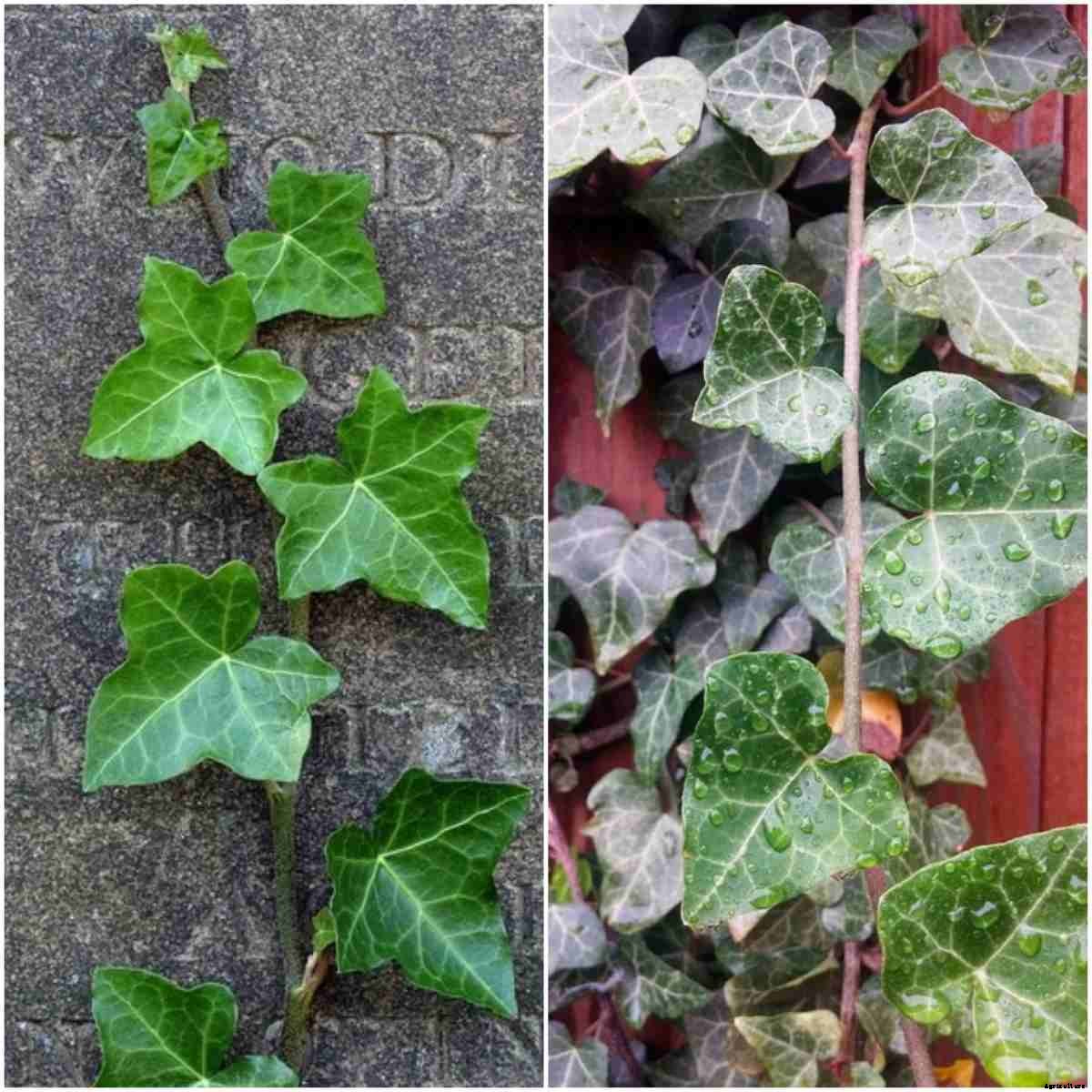 Growing English ivy Plant (Hedera helix) – A Full Guide