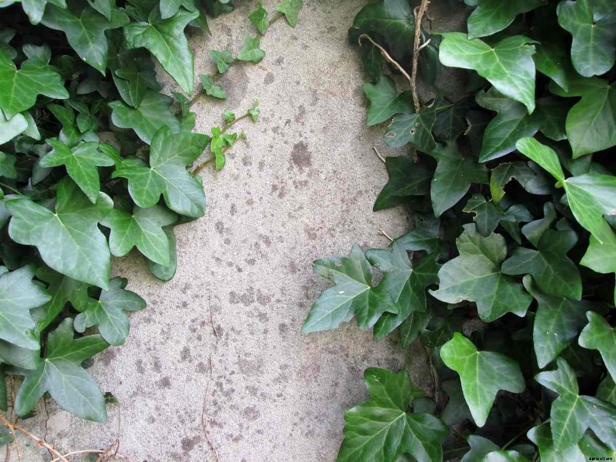 Growing English ivy Plant (Hedera helix) – A Full Guide