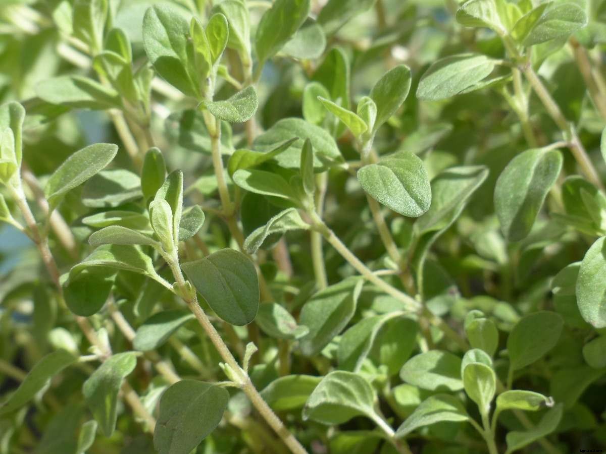 Growing Marjoram in Containers from Seed, Cuttings