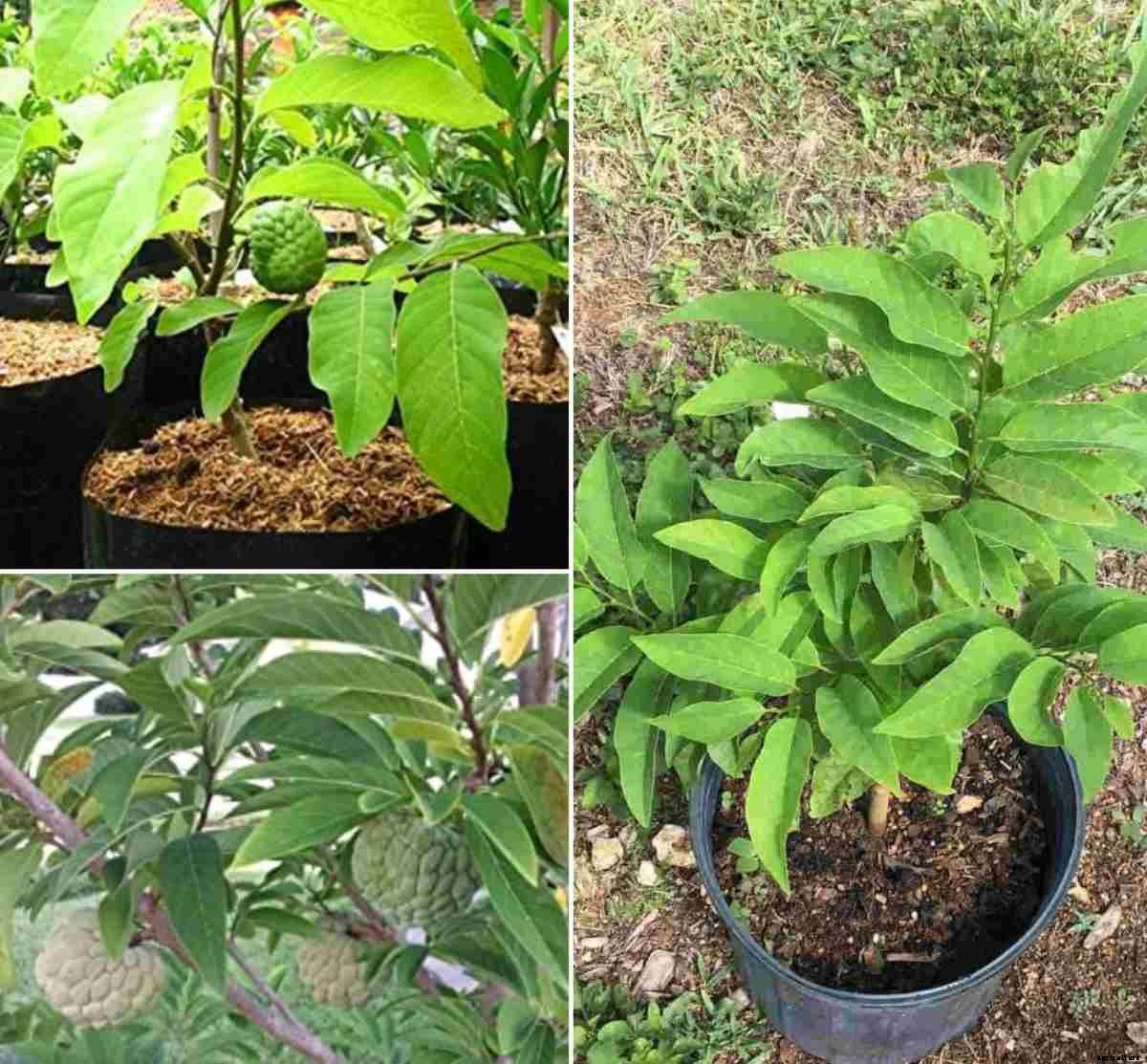 Growing Custard Apple in Containers (Sitaphal)