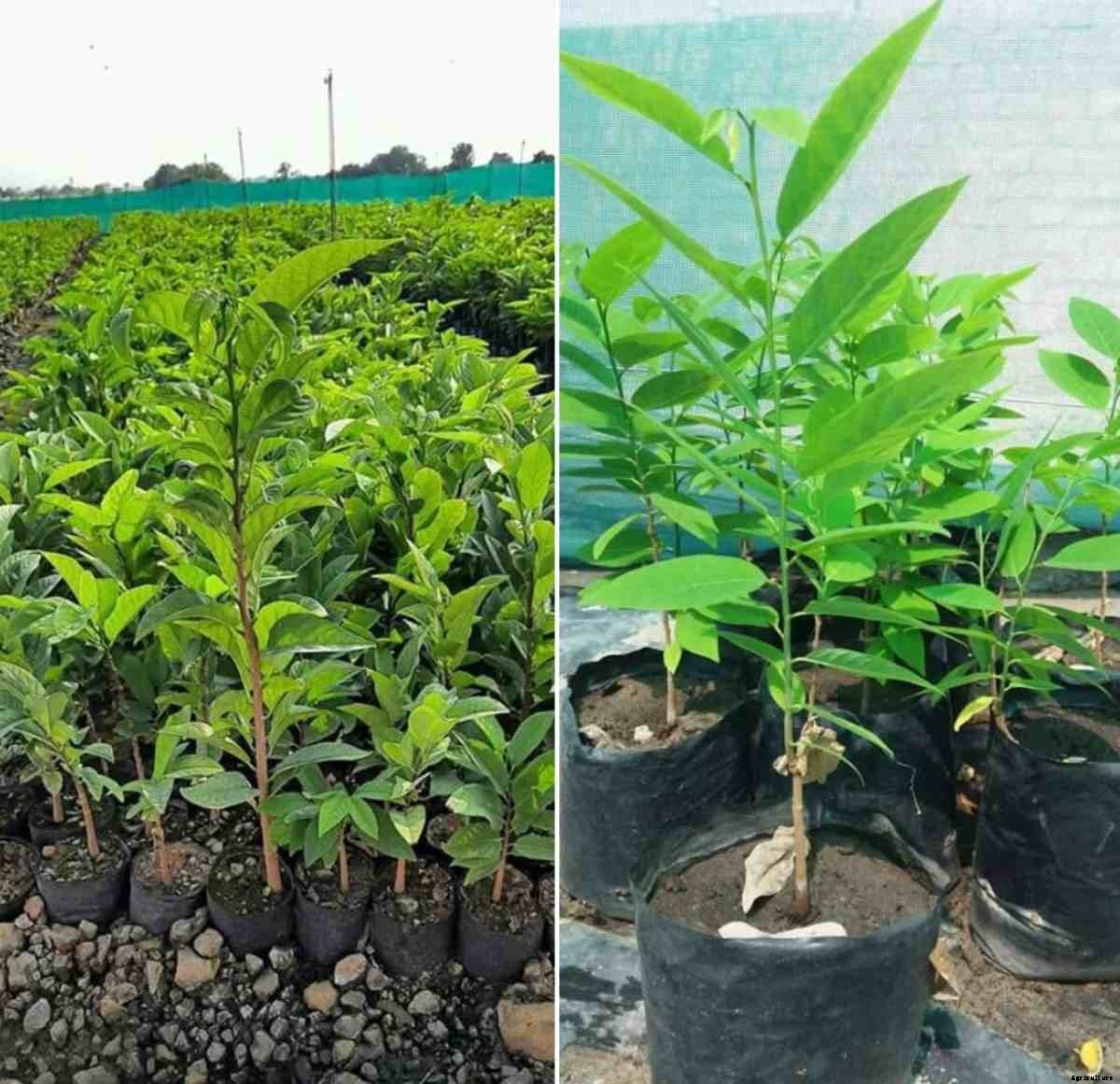 Growing Custard Apple in Containers (Sitaphal)