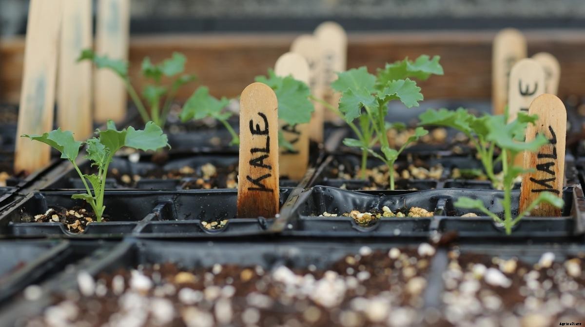 Kale Seed Germination, Temperature, Time, Process